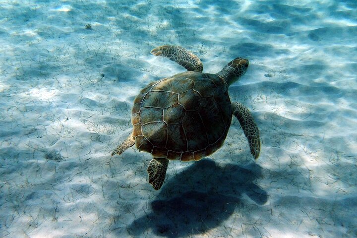 Turtle Cove Catamaran Snorkel and Sail at Little Buck Island STT