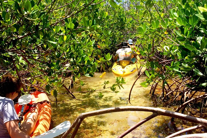 Magic Mangrove Paddle in Beef Island Lagoon
