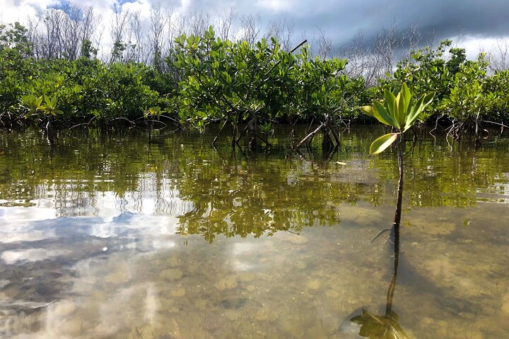 Magic Mangrove Paddle in Beef Island Lagoon