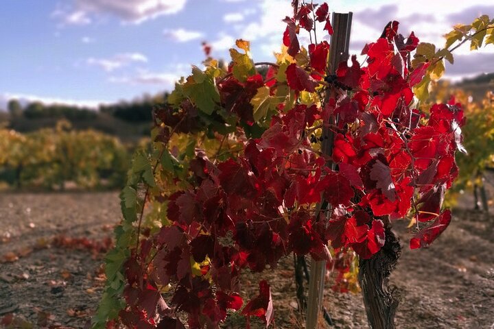 Private Wine and Oil Tour in the Priorat Wine Region
