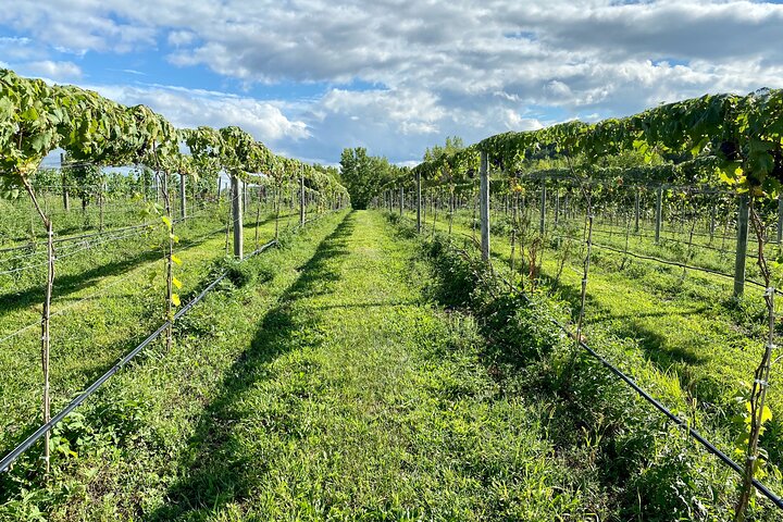 Walkway Over the Hudson & Wineries- Private Transport