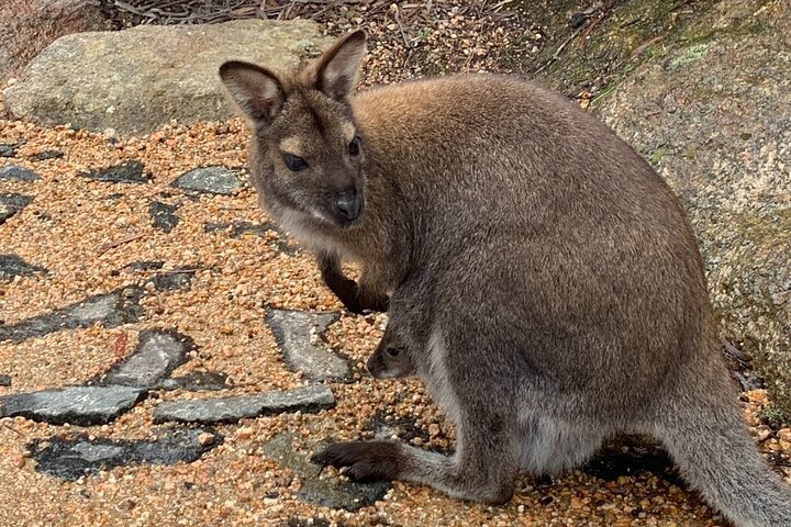 Launceston: Wineglass Bay & Freycinet Explorer Day Trip