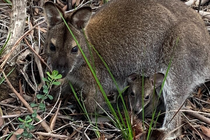 Launceston: Wineglass Bay & Freycinet Explorer Day Trip