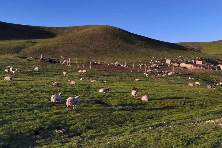 Private Day Tour to Qinghai Lake and Chaka Salt Lake from Xining