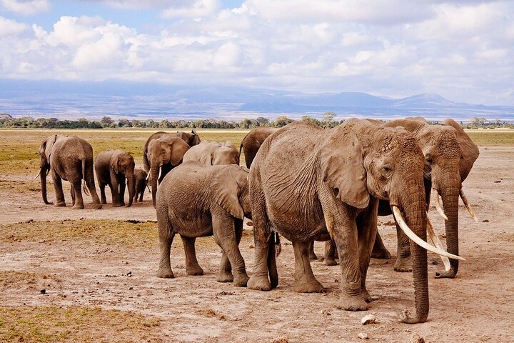 3 DAYS ETOSHA WILDLIFE SAFARI- Namibia (Camping)