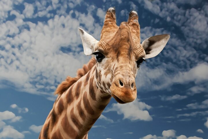 3 DAYS ETOSHA WILDLIFE SAFARI- Namibia (Camping)