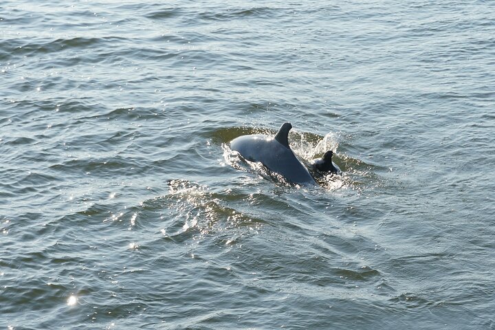 Orange Beach Dolphin Sailing Cruise aboard Catamaran