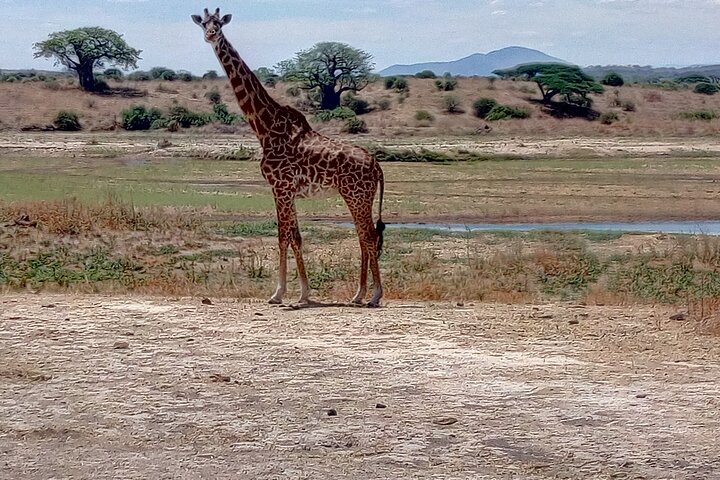 Kilimahewa safari full and real wild