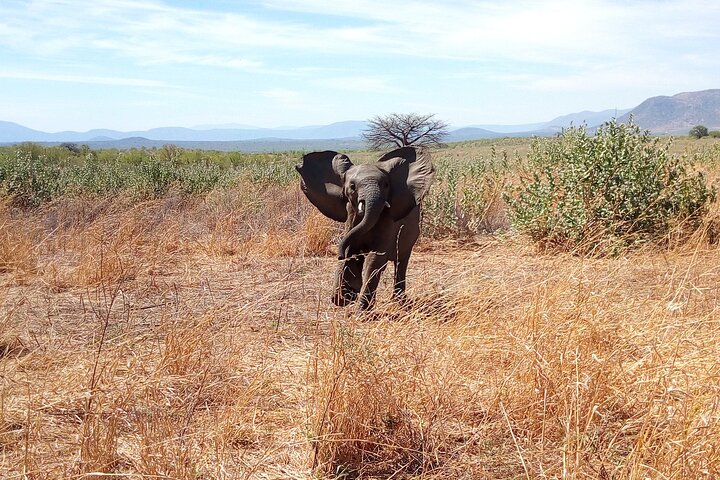 Kilimahewa safari full and real wild