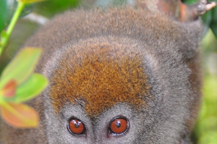 3-Day Private Tour to Andasibe National Park