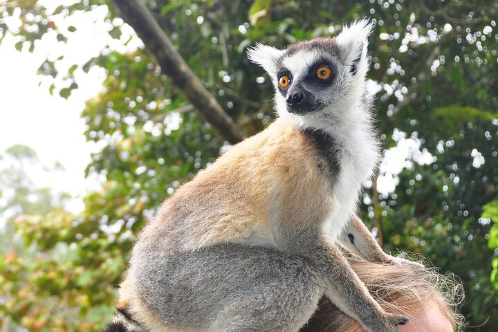 3-Day Private Tour to Andasibe National Park