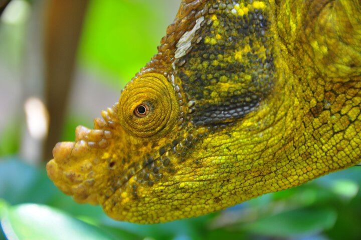 3-Day Private Tour to Andasibe National Park