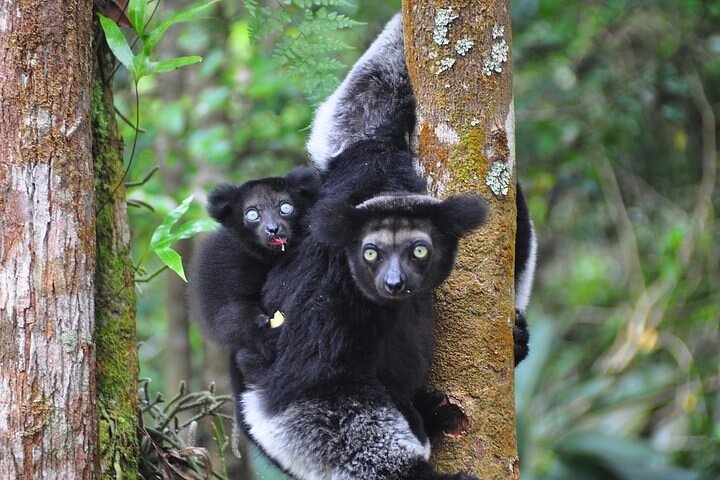 3-Day Private Tour to Andasibe National Park