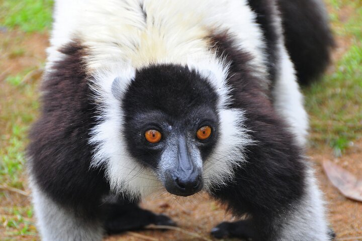 3-Day Private Tour to Andasibe National Park