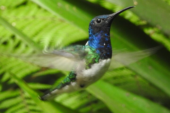 Full-Day Mindo Cloud Forest Tour Birdwatching Waterfalls and Hike