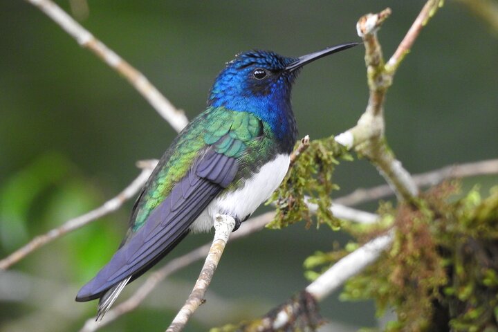 Full-Day Mindo Cloud Forest Tour Birdwatching Waterfalls and Hike