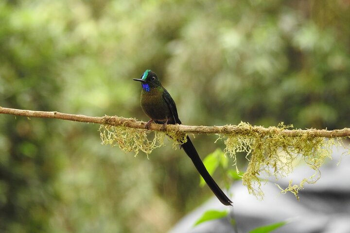 Full-Day Mindo Cloud Forest Tour Birdwatching Waterfalls and Hike