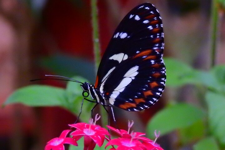 Full-Day Mindo Cloud Forest Tour Birdwatching Waterfalls and Hike