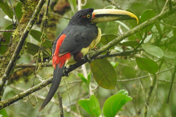 Full-Day Mindo Cloud Forest Tour Birdwatching Waterfalls and Hike