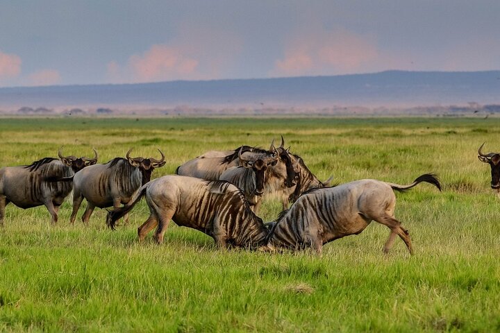 3 DAYS ETOSHA WILDLIFE SAFARI- Namibia (Camping)