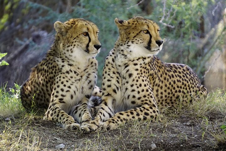 3 DAYS ETOSHA WILDLIFE SAFARI- Namibia (Camping)