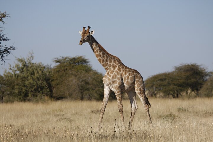 3 DAYS ETOSHA WILDLIFE SAFARI- Namibia (Camping)