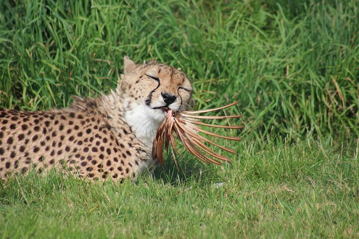 3 DAYS ETOSHA WILDLIFE SAFARI- Namibia (Camping)