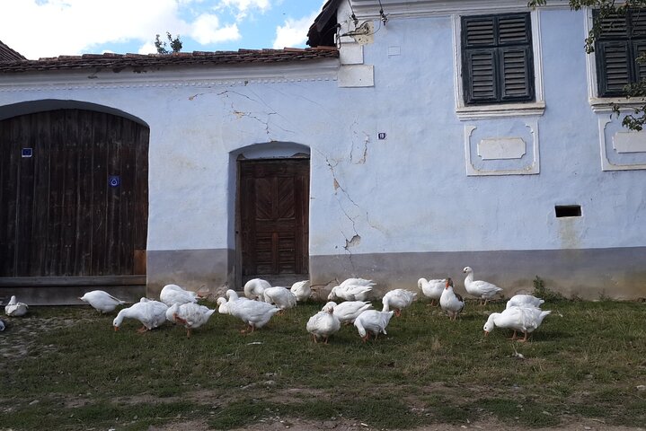 Sighisoara and Viscri UNESCO Guided Day Tour From Brasov