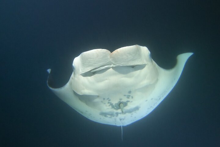 Manta Ray Night Snorkel at Kona, Big Island