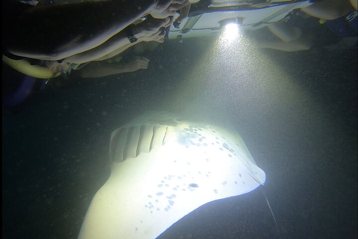 Manta Ray Night Snorkel at Kona, Big Island