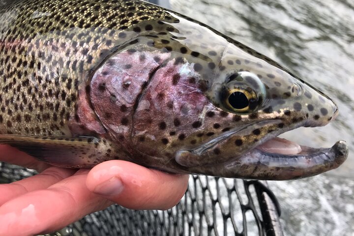 Full day fishing trips