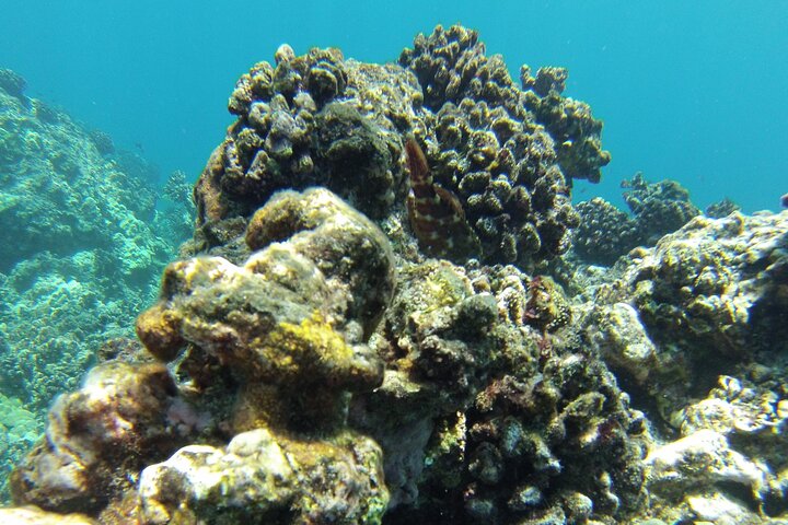 Big Island: Captain Cook Snorkel On A Power Catamaran With Lunch