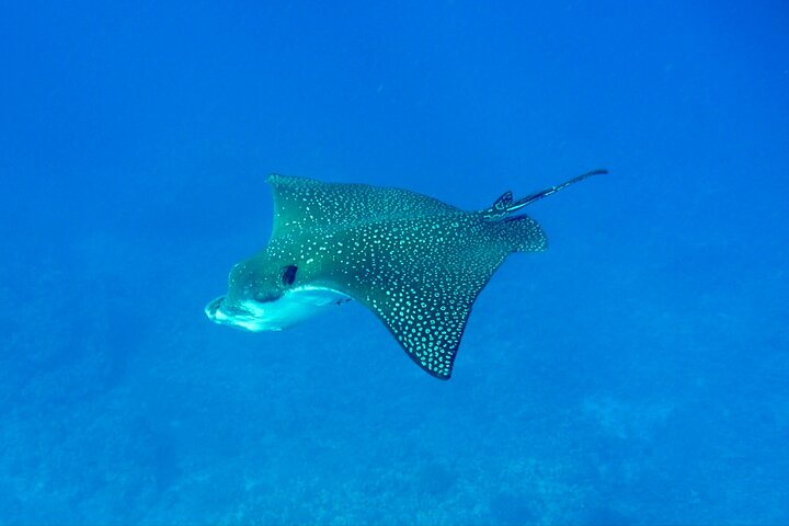 Big Island: Captain Cook Snorkel On A Power Catamaran With Lunch