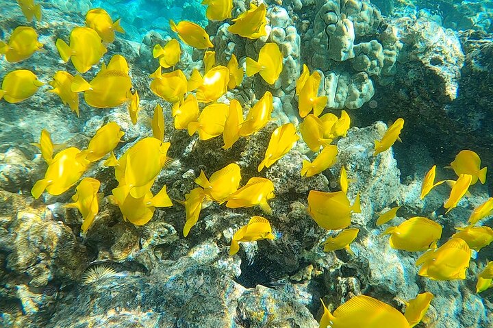 Big Island: Captain Cook Snorkel On A Power Catamaran With Lunch