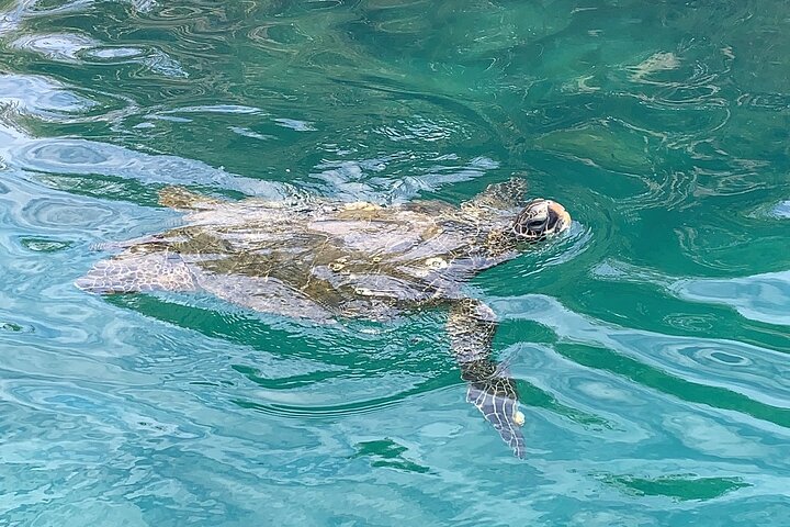 Big Island: Captain Cook Snorkel On A Power Catamaran With Lunch