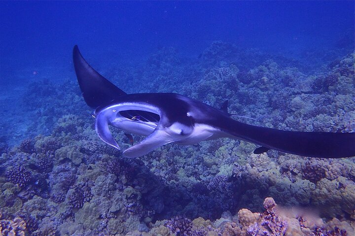 Big Island Manta Ray Night Snorkel
