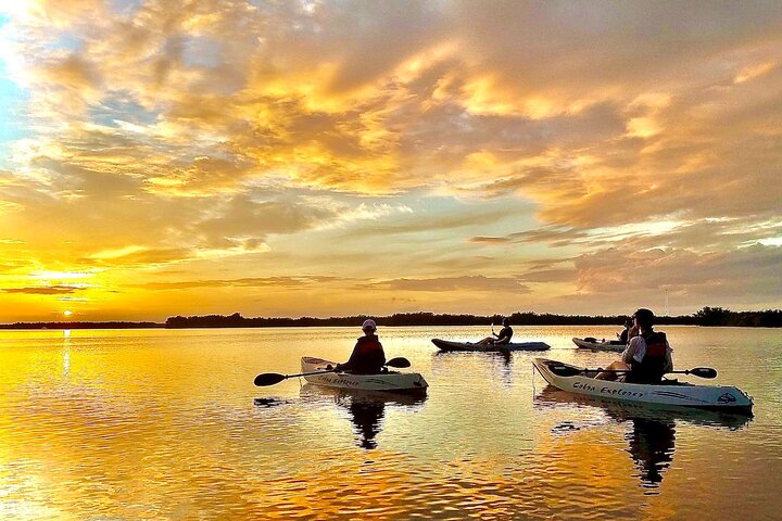 Mangrove Tunnels, Dolphins, Manatee Tour #1 Rated in Cocoa Beach