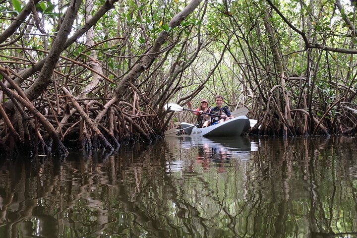 Mangrove Tunnels, Dolphins, Manatee Tour #1 Rated in Cocoa Beach