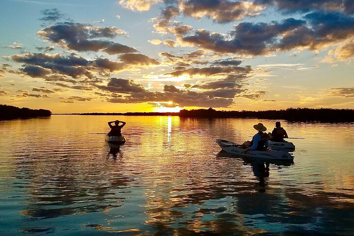 Mangrove Tunnels, Dolphins, Manatee Tour #1 Rated in Cocoa Beach