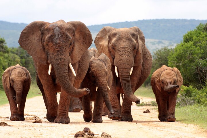 3-Day Kruger Safari with Panorama Route from Johannesburg