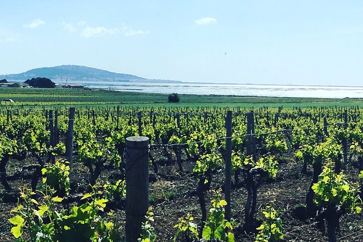 Private Half-Day Languedoc Wine Tour from Sète