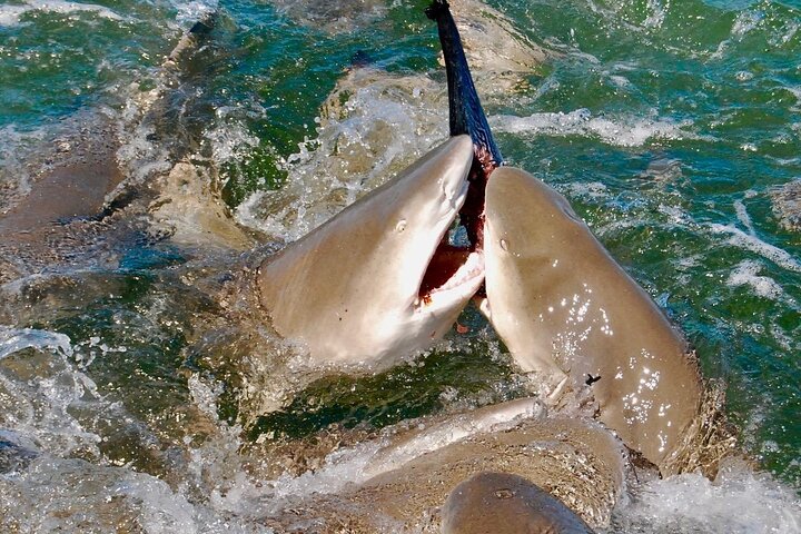 Shark and Wildlife Viewing Adventure in Key West