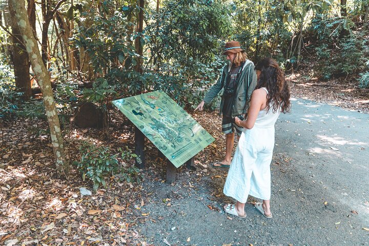Springbrook andTamborine Rainforest Tour Incl Natural Bridge and Glow Worm Cave