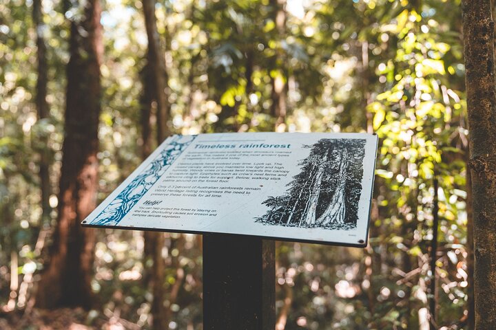 Springbrook andTamborine Rainforest Tour Incl Natural Bridge and Glow Worm Cave
