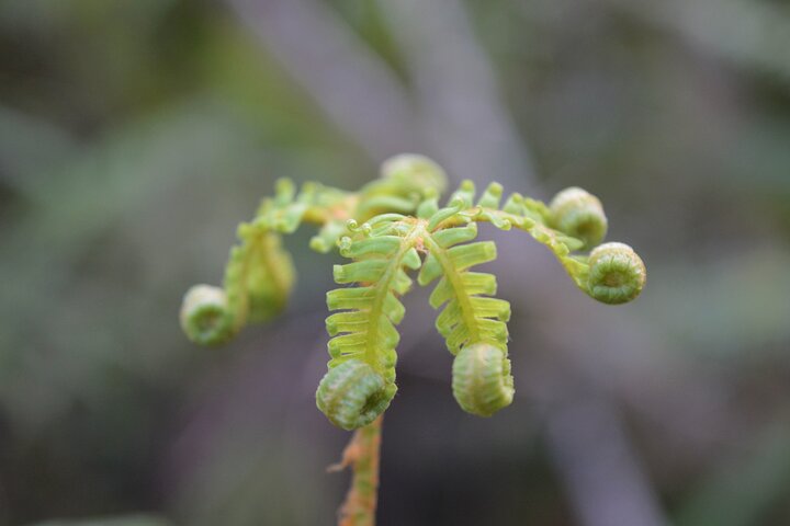 Cruise & Rainforest Walk - Franz Josef Glacier