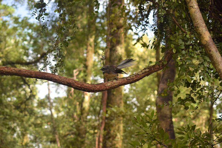 Cruise & Rainforest Walk - Franz Josef Glacier