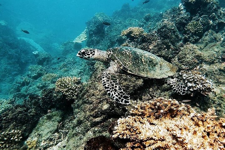 4-Days family tour with visit to Cano island and Corcovado