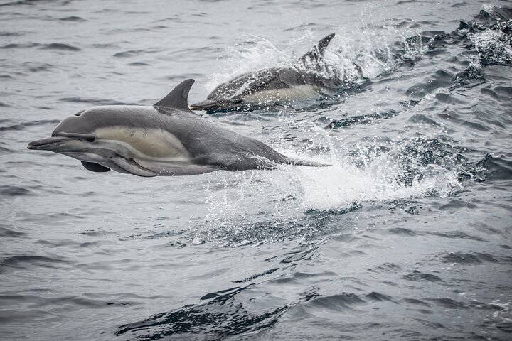 Guided Whale Watching Tour from Long Beach