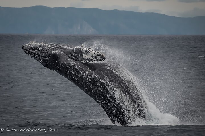 Guided Whale Watching Tour from Long Beach