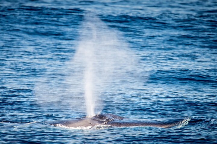 Guided Whale Watching Tour from Long Beach
